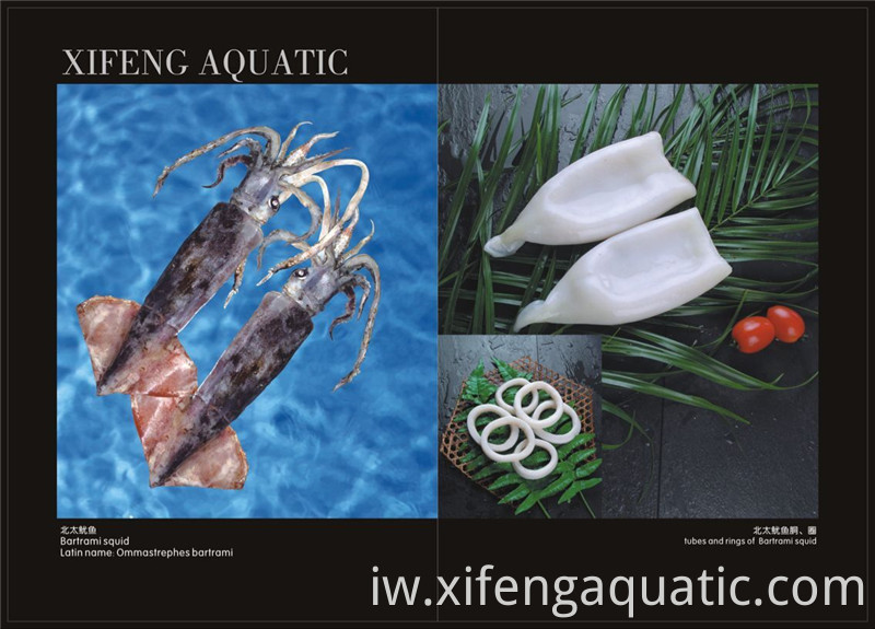 ברתרמי סקוויד Bartrami Squid